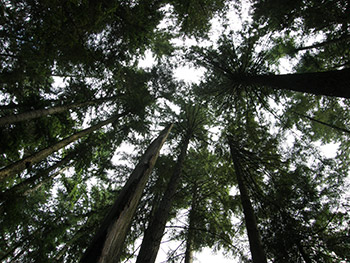 Smoky Mountain Trees and Ecosystems