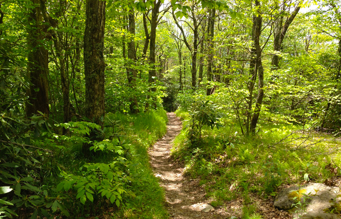 Summer Hiking in the Great Smoky Mountains