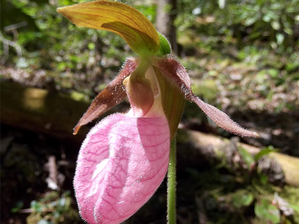 Pink Lady Slipper in White Oak Sinks