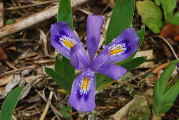 Wildflowers of the Appalachian Trail