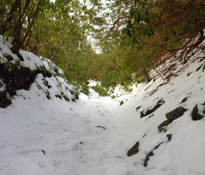 Hiking in the Smokies in January